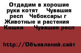 Отдадим в хорошие руки котят. - Чувашия респ., Чебоксары г. Животные и растения » Кошки   . Чувашия респ.